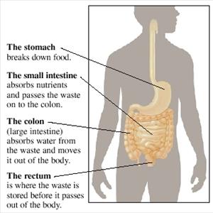 Ibs And Pregnancy Symptoms - What Is Irritable Bowel Syndrome (IBS)?
